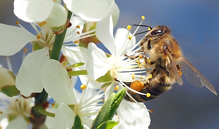 Bee on cherry blossom 1403010 1920